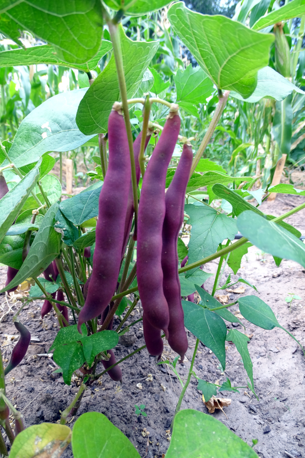 Regal Salad bush bean